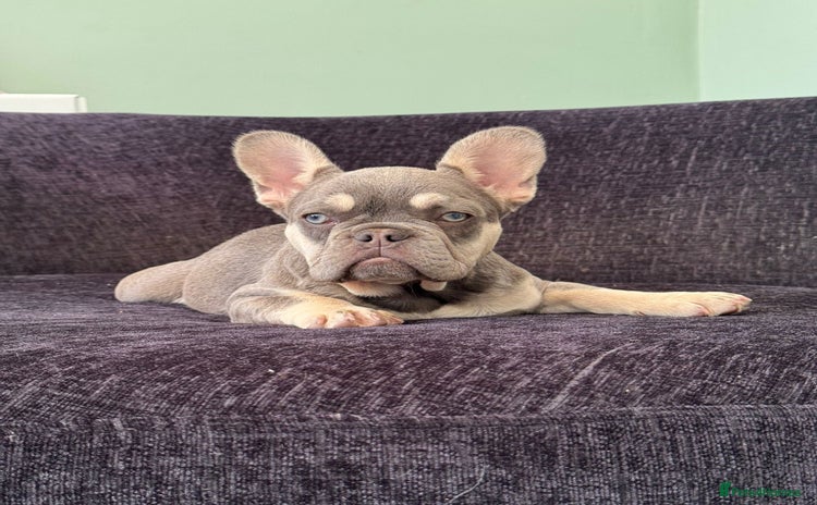 French Bulldog dogs in Maidstone - Advert 4