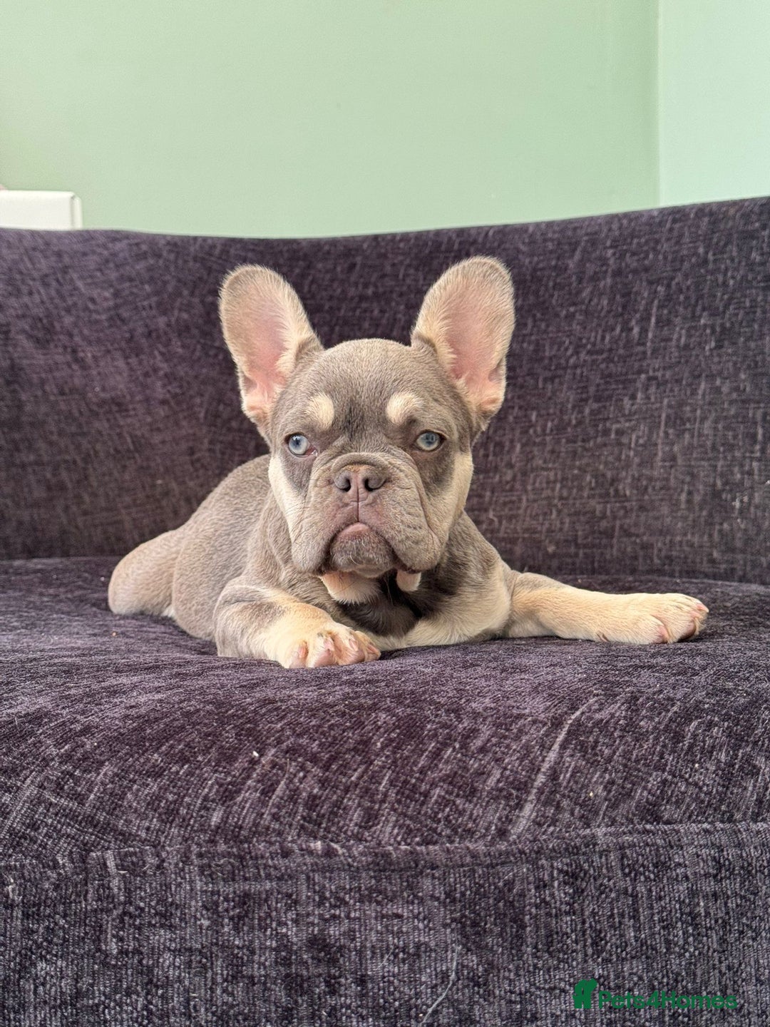 French Bulldog dogs for sale: Ready now, REDUCED 2 chocolate/lilac tan in Maidstone - Image 1