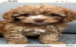 Cavapoo dogs for sale: Stunning F1 Cavapoos kc reg parents  - Image 25