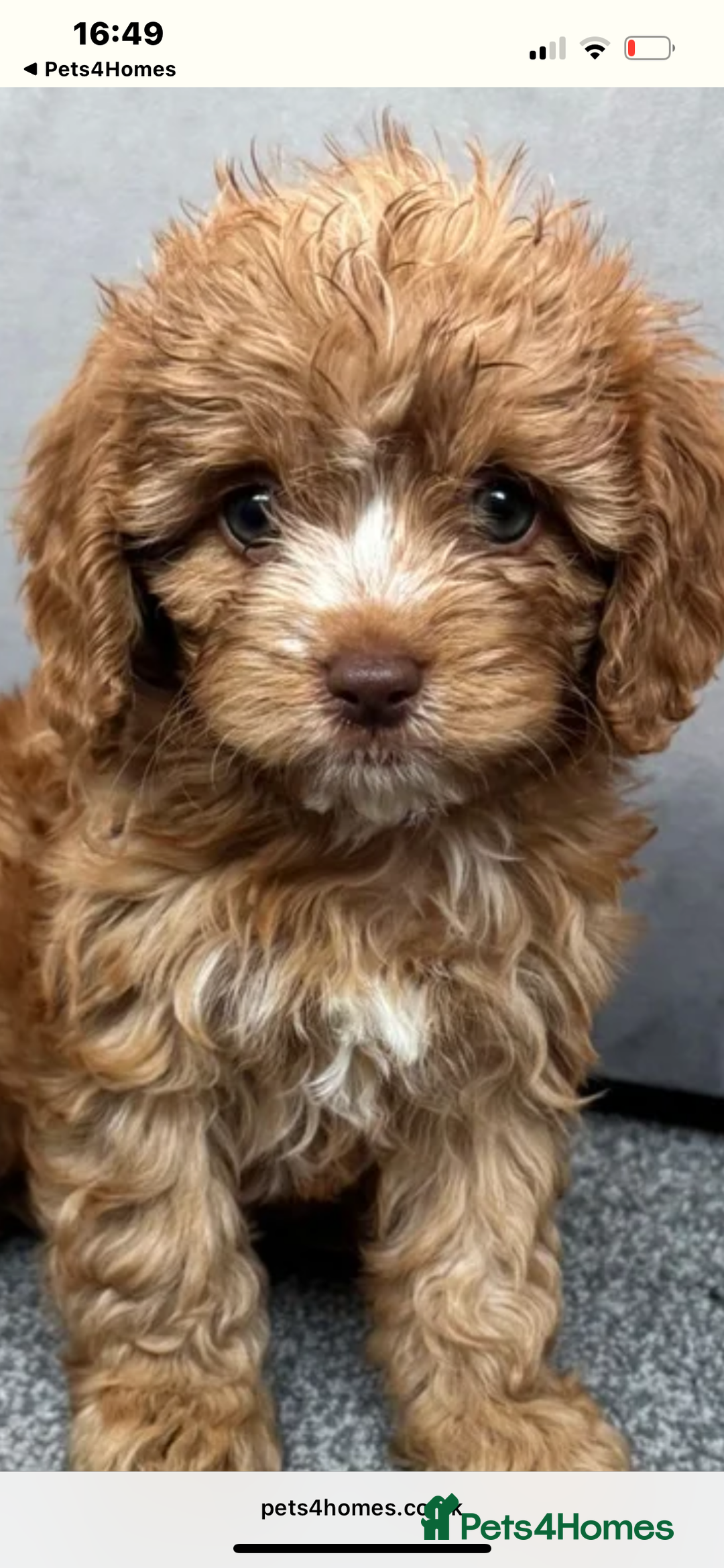 Cavapoo dogs for sale: Stunning F1 Cavapoos kc reg parents  - Image 25