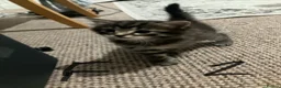 Mixed Breed cats for sale: Gorgeous Furr Babies  in Havant - Advert 7