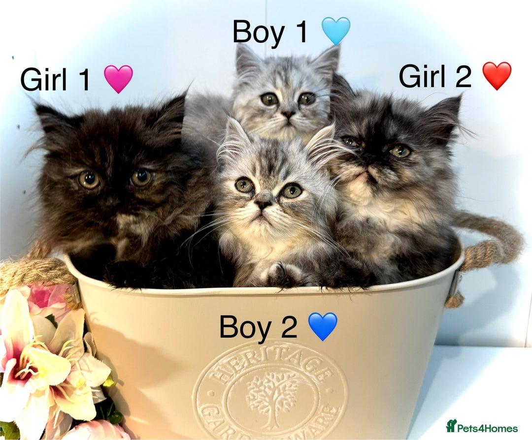 Persian cats for sale: Persian kittens - Image 4