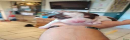Mixed Breed dogs for sale: 3/4 Labrador Puppies for sale in Barrow-in-Furness - Advert 20
