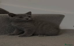 British Shorthair cats for sale: ☆READY NOW☆ {2 LOVELY BOYS} bsh kittens💙💙  - Image 15