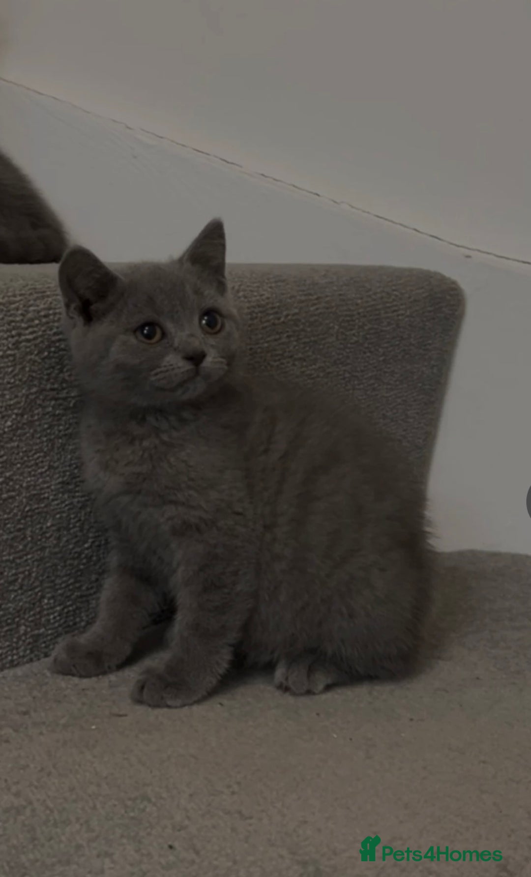 British Shorthair cats for sale: ☆READY NOW☆ {2 LOVELY BOYS} bsh kittens💙💙  - Image 15