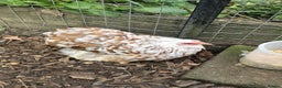 Chickens poultry for sale: Pekin Bantam Pullets  - Advert 9