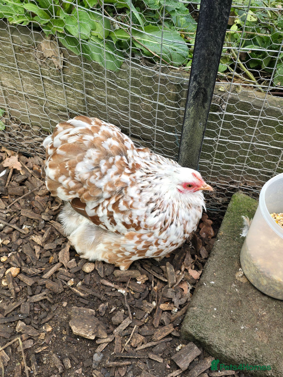 Chickens poultry for sale: Pekin Bantam Pullets  - Advert 9