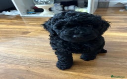 Cockapoo dogs for sale: Cockerpoo f1b - Image 6