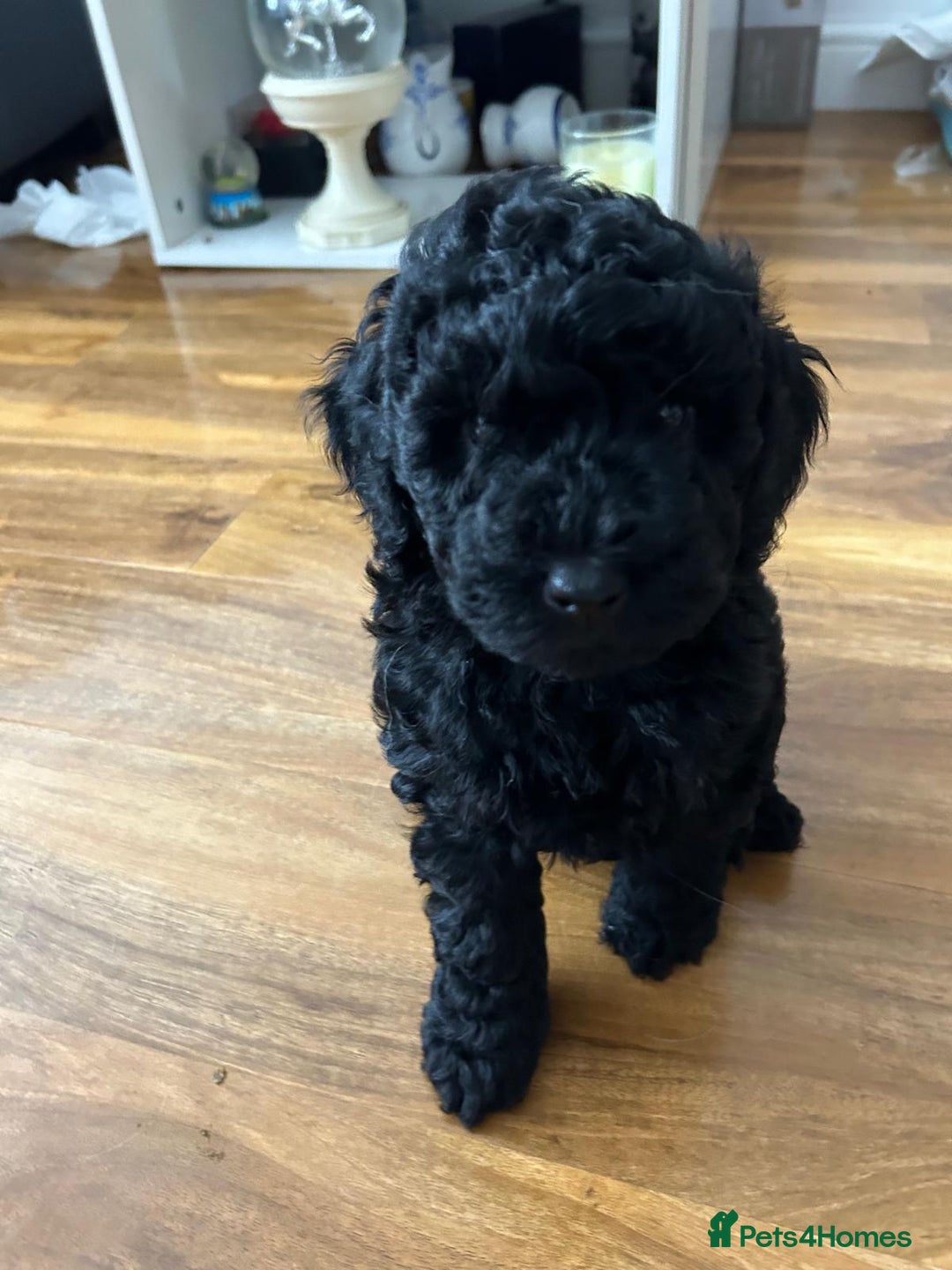 Cockapoo dogs for sale: Cockerpoo f1b - Image 6
