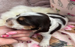 Cocker Spaniel dogs for sale: Outstanding show cocker pups - Image 9