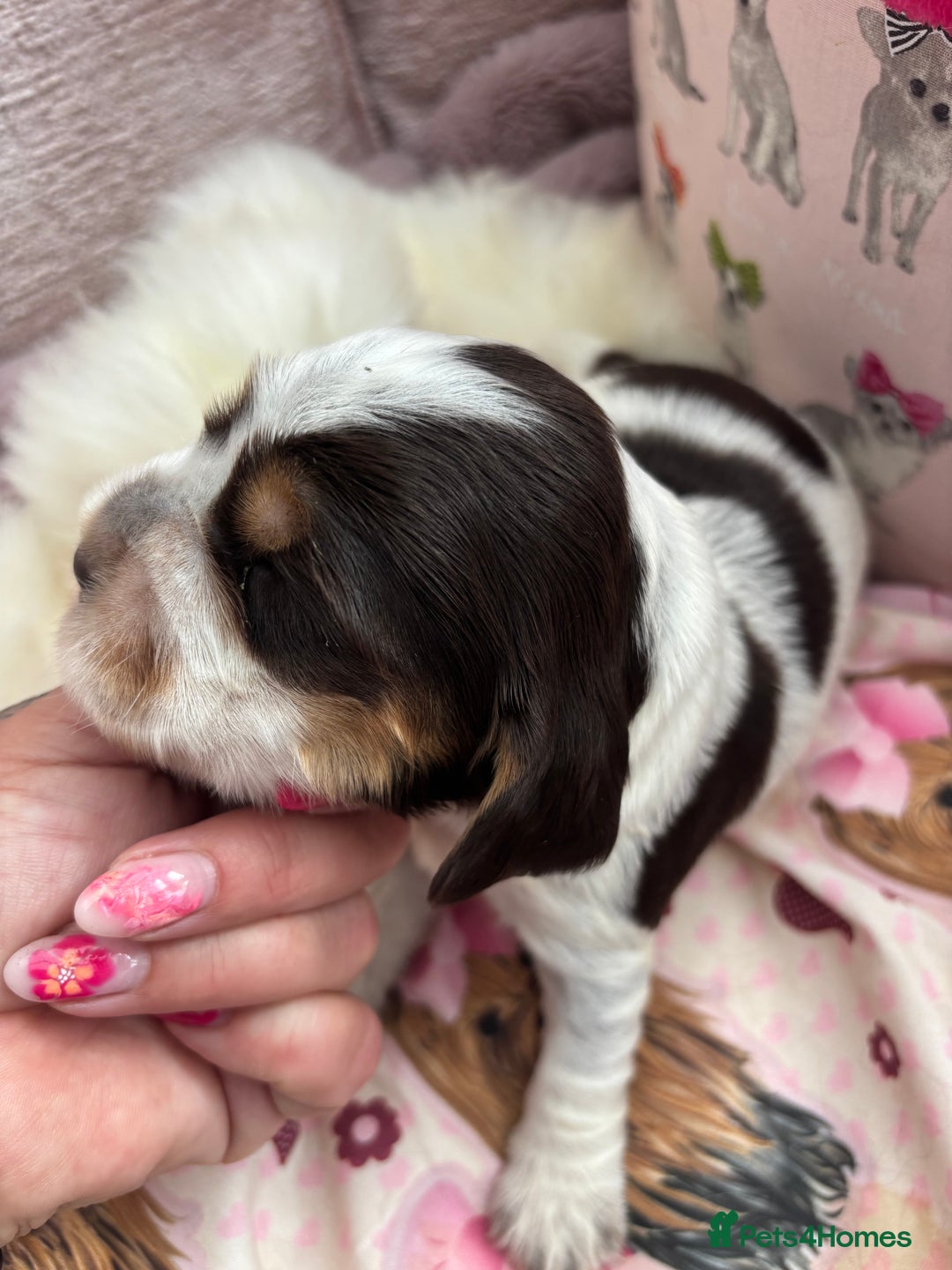 Cocker Spaniel dogs for sale: Outstanding show cocker pups - Image 9