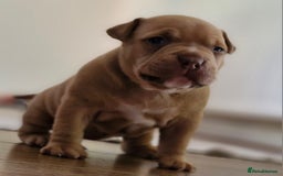 American Bully dogs for sale: 3 female pocket bully's available  - Image 12