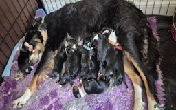Border Collie dogs for sale: 11 beautiful bored collie puppies  - Image 2