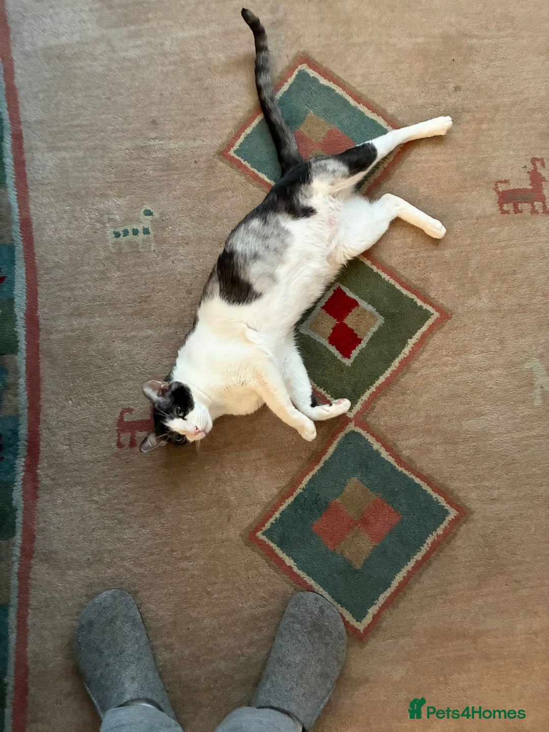 Mixed Breed cats for adoption: 🐾 Cuddly Indoor Family Cat   - Image 7