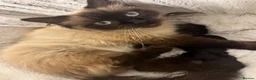 Ragdoll cats for sale: 2 beautiful ragdolls ready for their forever home - Advert 20