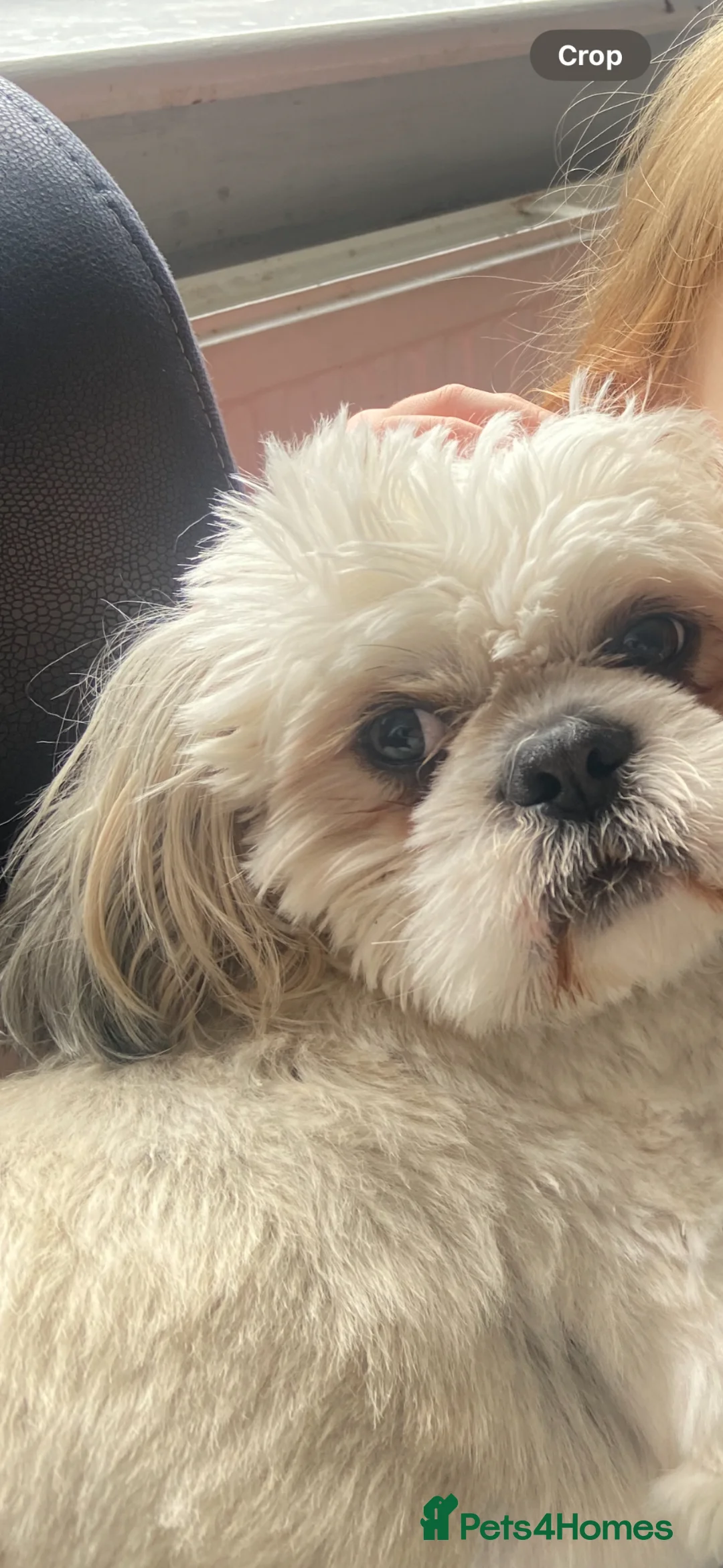 Mixed Breed dogs for sale: Shih tzu x Lhasa Aspo for rehome  - Advert 8
