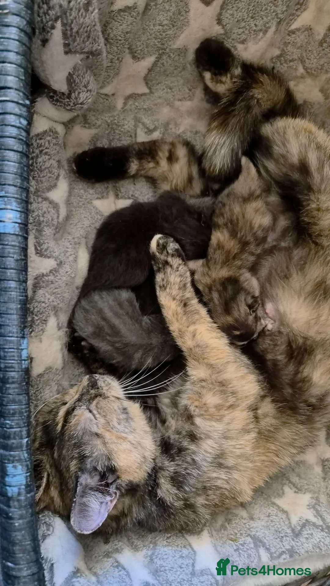 Mixed Breed cats for sale: 2 KITTENS AVALIABLE 23.06.2026 in Broxburn - Advert 7