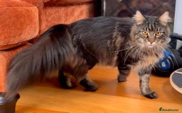 Maine Coon cats for sale: Beautiful Maine Coon Male - Image 13