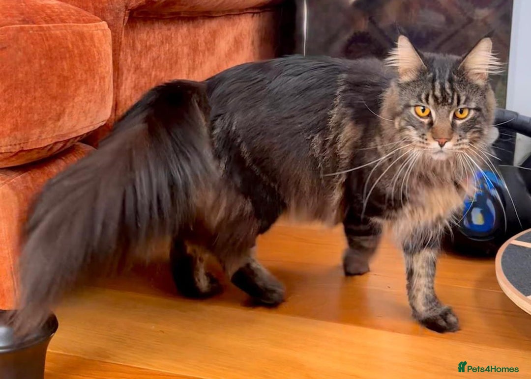 Maine Coon cats for sale: Beautiful Maine Coon Male - Image 13