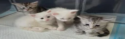 Maine Coon cats for sale: Purebred Maine coon kittens - Advert 2