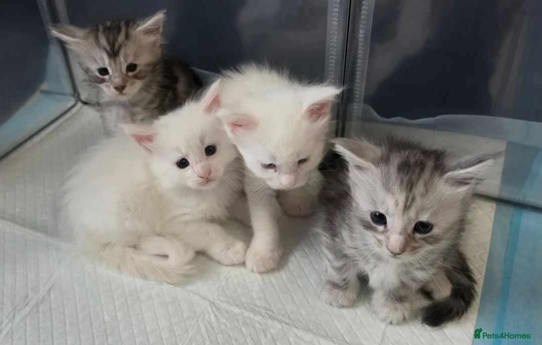 Maine Coon cats for sale: Purebred Maine coon kittens - Advert 2