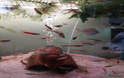 Live Bearers fish for sale: Young assorted guppies for sale - Image 5