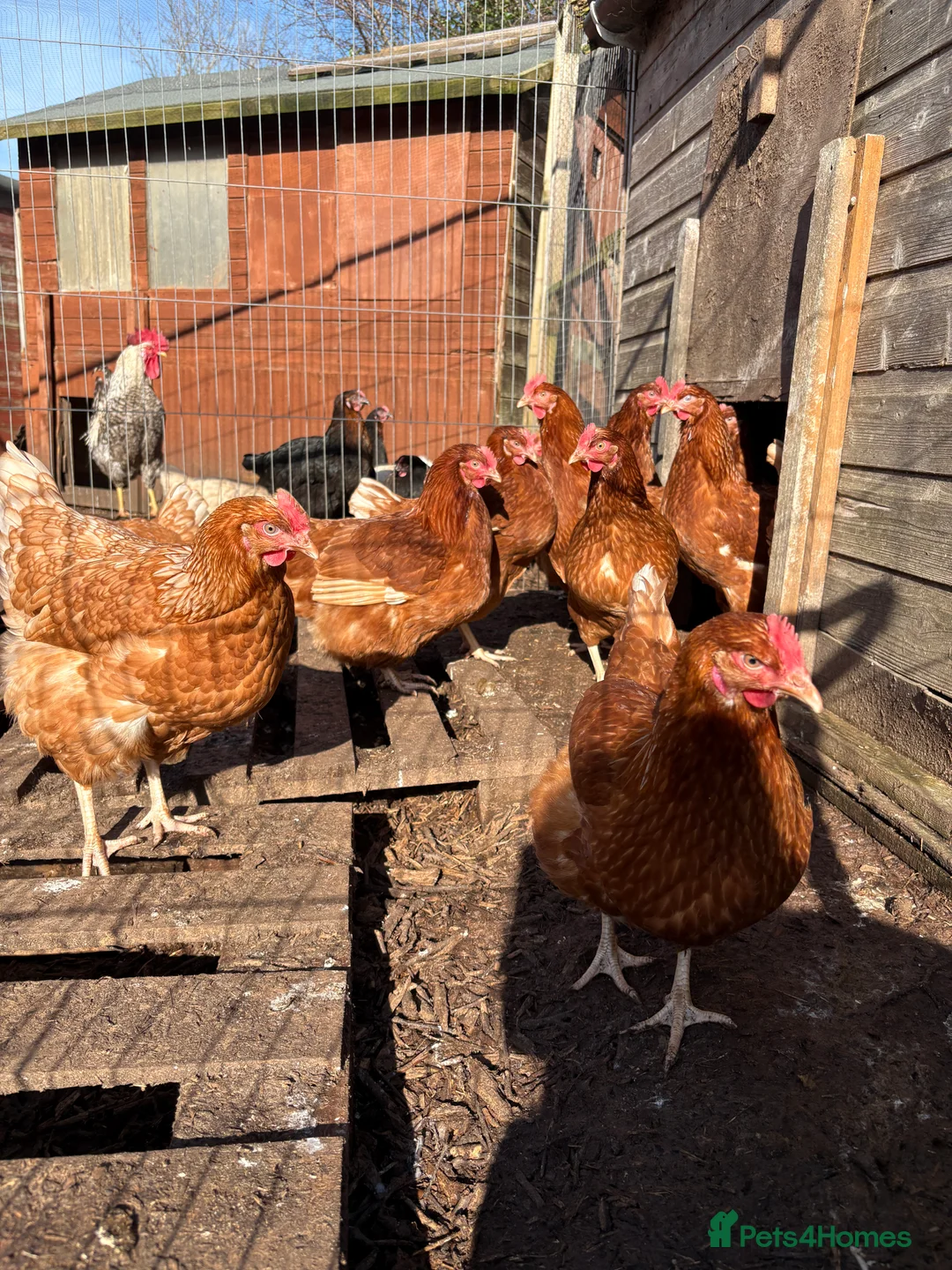 Chickens poultry for sale: POL Goldlines  - Advert 3