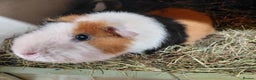 Guinea Pig rodents for sale: Baby Longhaired/ Longhaired Retired Young Adults. - Advert 33