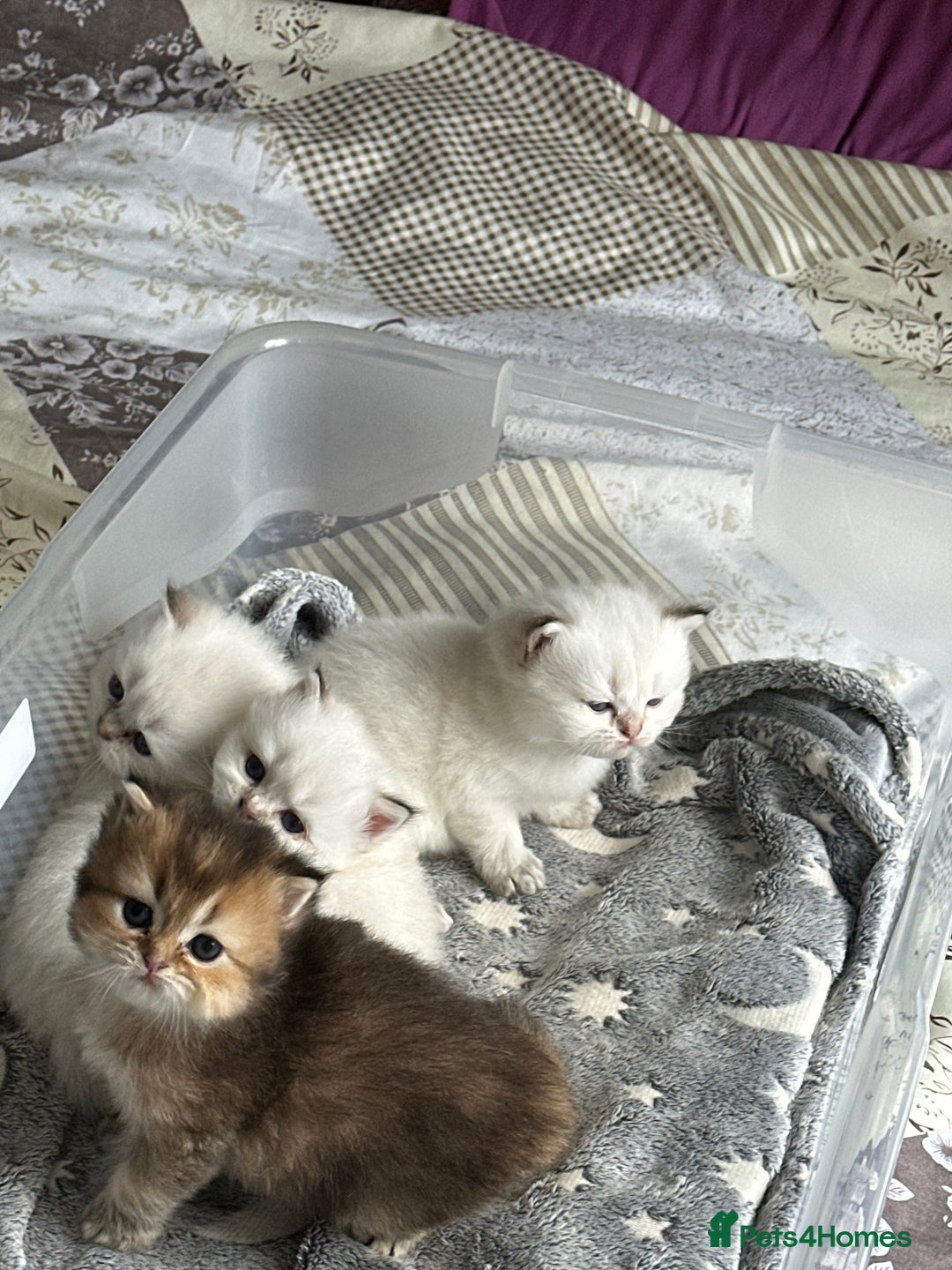 British Longhair cats for sale: Stunning British Longhair Kittens Ready to collect - Image 30