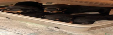 Rottweiler Puppy 4