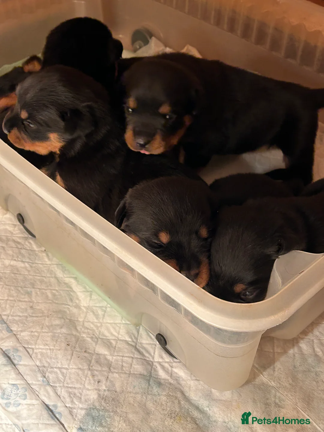 Rottweiler dogs for sale: Champion  bloodline Rottwiler Puppies  - Advert 37