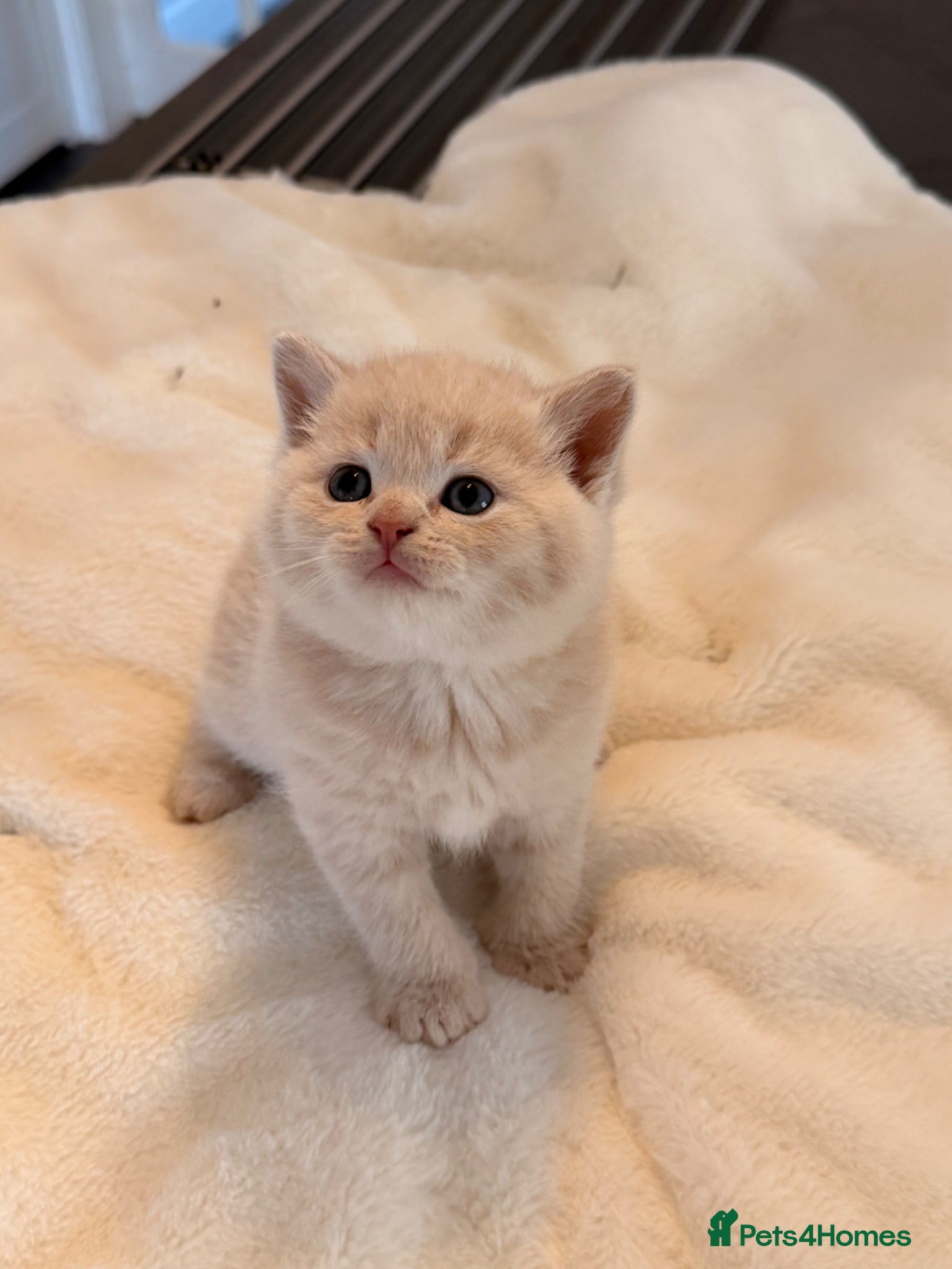 British Shorthair cats STUNNING GCCF REGISTERED LITTER - Advert 1