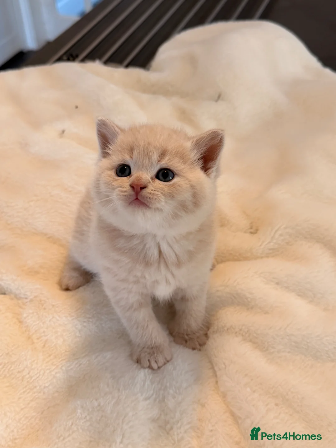 British Shorthair cats for sale: STUNNING GCCF REGISTERED LITTER - Advert 1