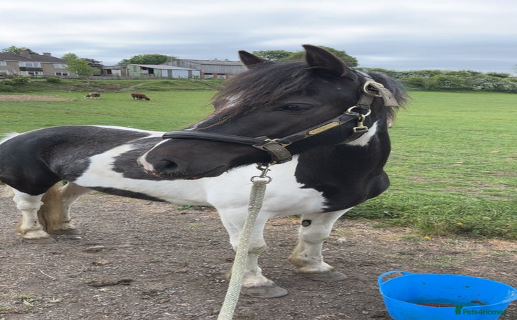 Welsh Section A horses - Advert 2