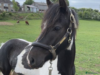 Welsh Section A horses - Advert 5