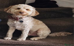 Cockapoo dogs for sale: Sweetest cockapoo - Image 3