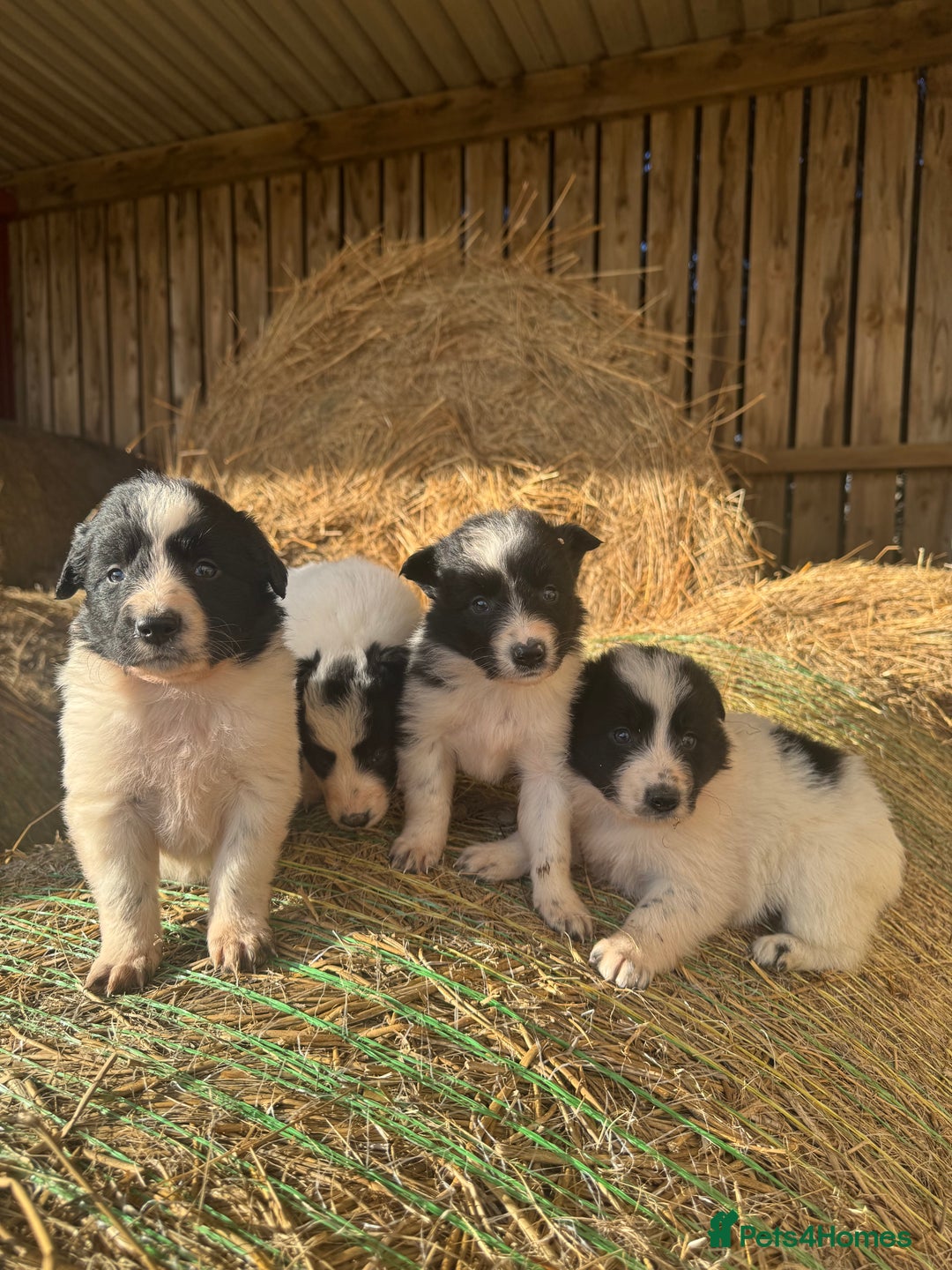 Border Collie dogs for sale: Very cute Border Collie Pups From Working Dogs - Advert 17