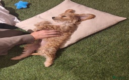 Cockapoo dogs for sale: 🐾STUNNING F1 COCKERPOOS HEALTH TESTED PARENTS 🐾 - Image 9