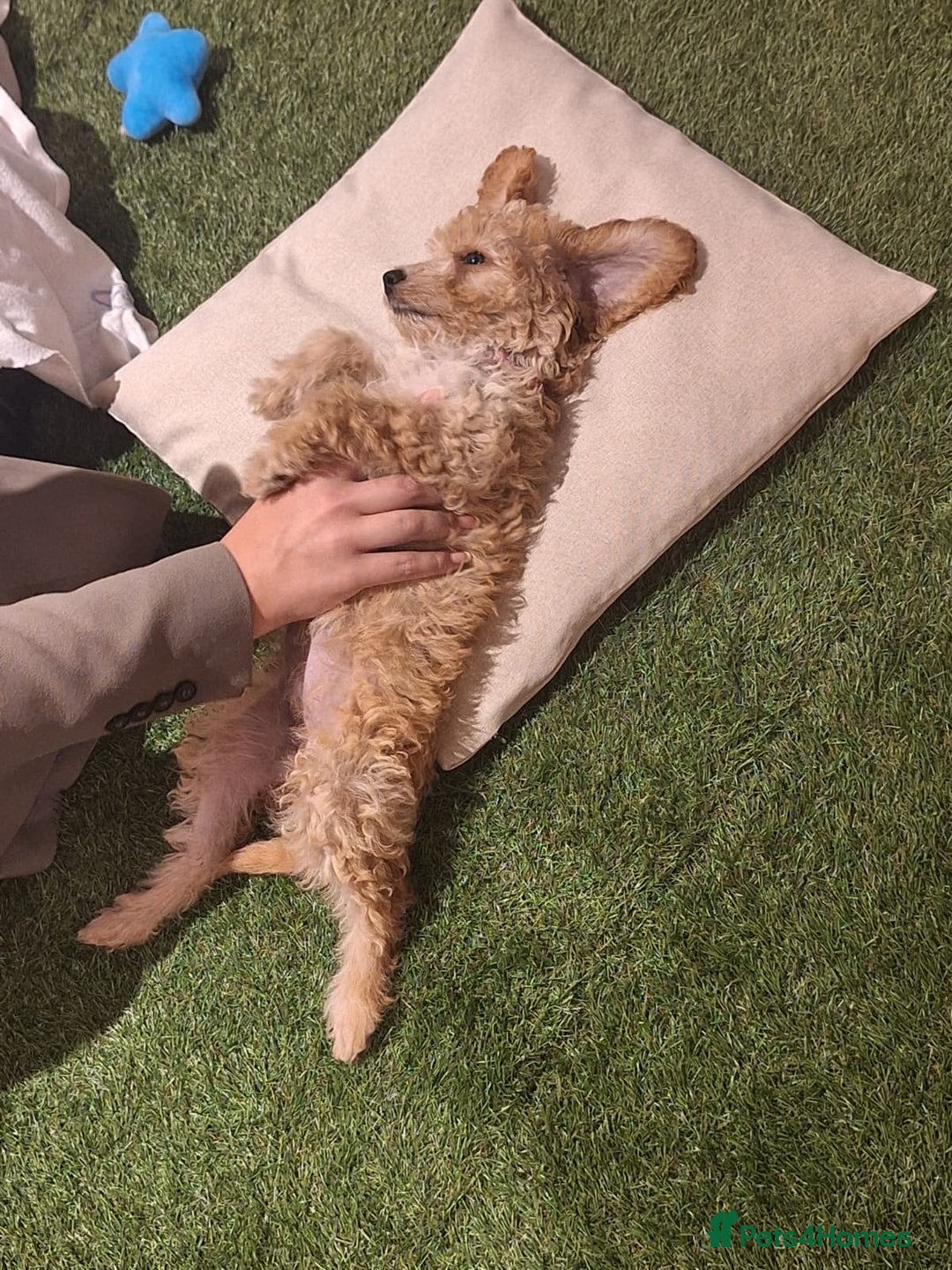 Cockapoo dogs for sale: 🐾STUNNING F1 COCKERPOOS HEALTH TESTED PARENTS 🐾 - Image 9