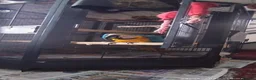 Macaws birds for sale: Macaw blue and yellow  in Thetford - Advert 5