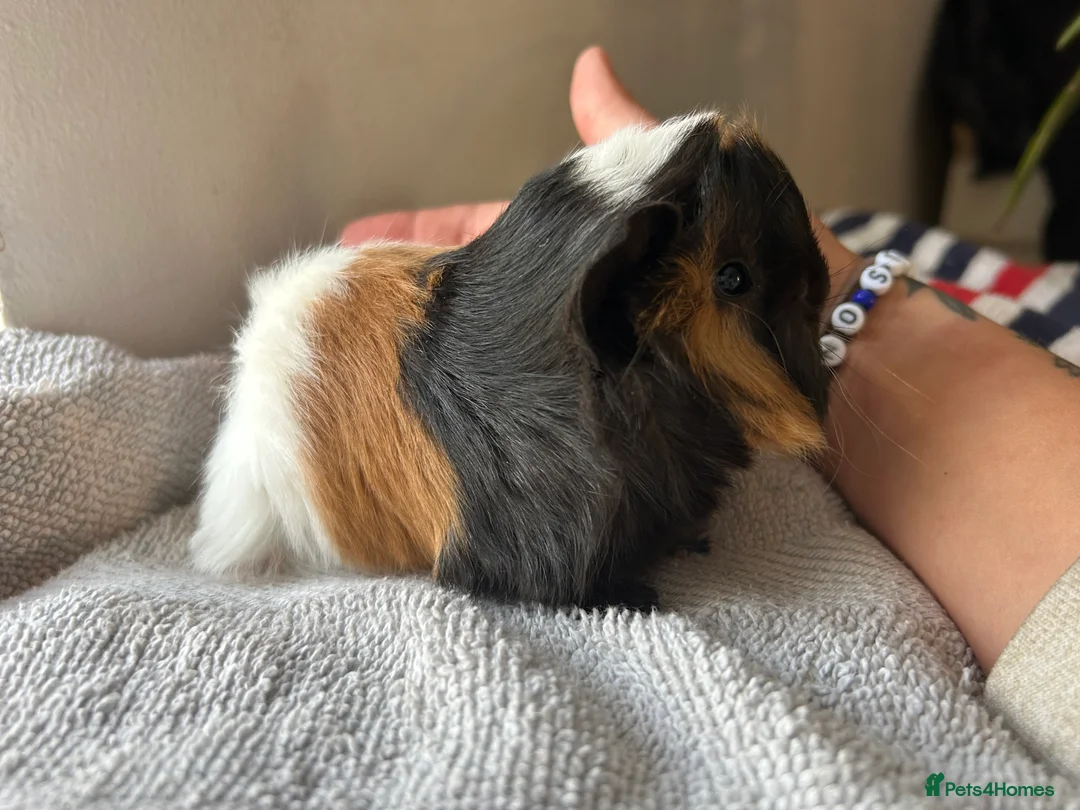 Gallery Image {{count}}