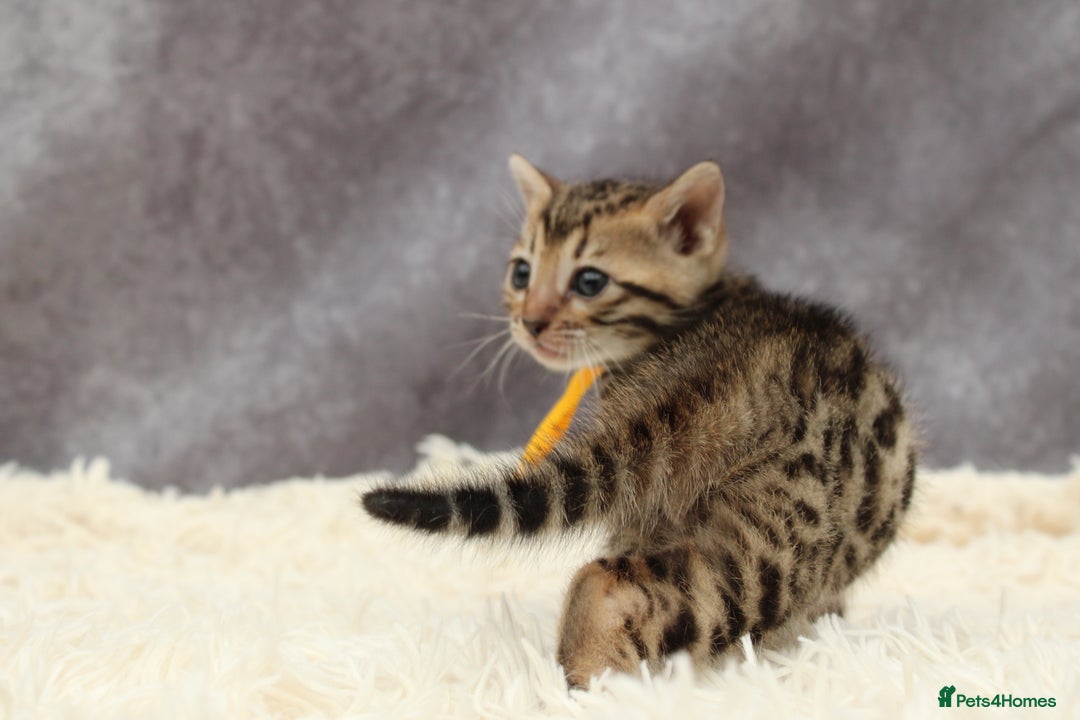 Bengal cats for sale: 🔥Stunning Bengals ready for reservation🔥 - Image 13