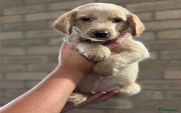 Labradoodle dogs for sale: Health tested f1 labradoodles in Cambridge - Image 1