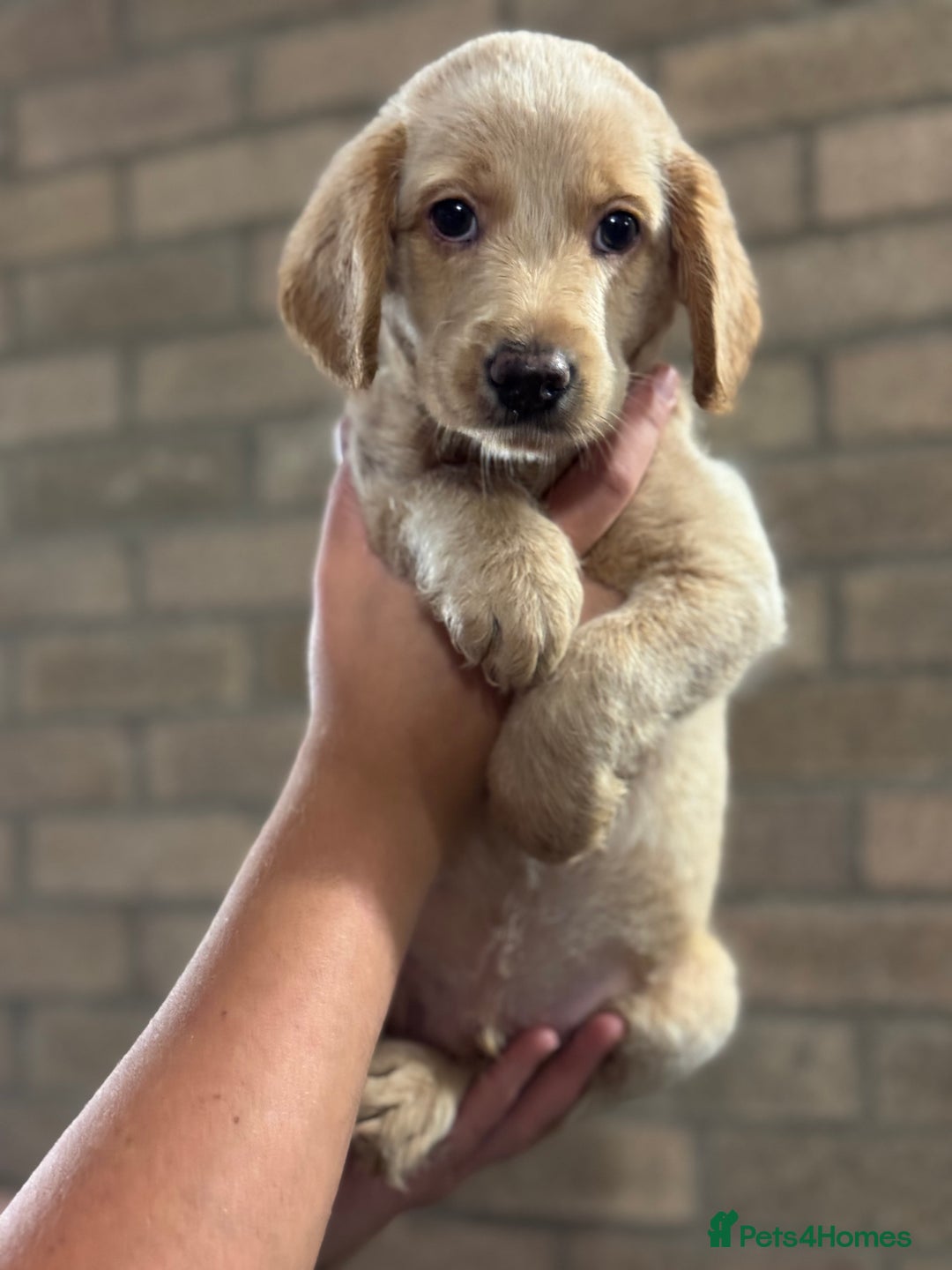 Labradoodle dogs for sale: Health tested f1 labradoodles in Cambridge - Image 1