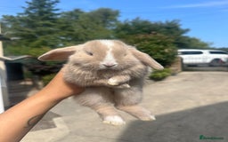 Mini Lop rabbits for sale: Cutest Baby Mini Lop Bunny’s  - Image 2