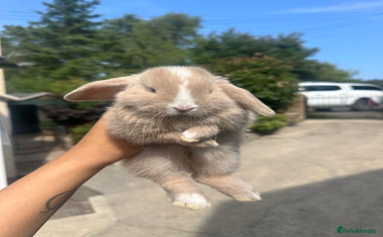 Mini Lop rabbits - Advert 4