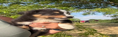 Border Collie 2