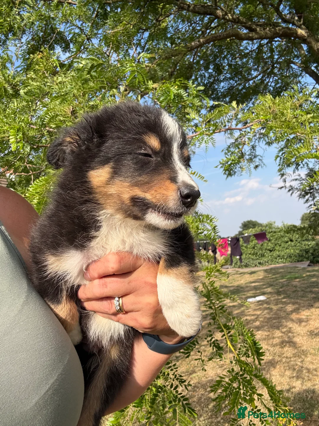 Border Collie dogs for sale: Beautiful Tri Border Collies looking for 5⭐️ homes - Advert 27