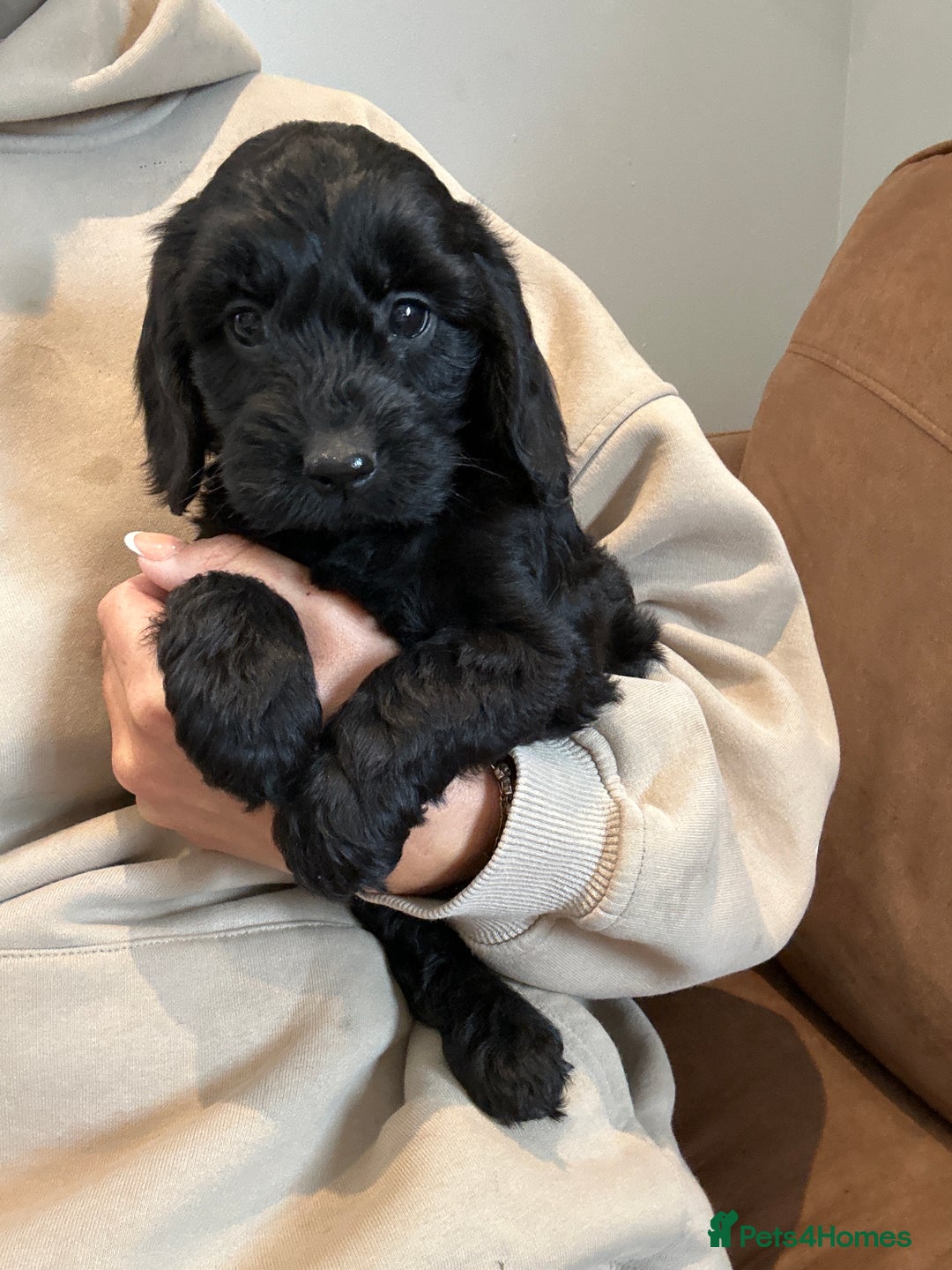Cockapoo dogs for sale: Quality Cockapoo pups 2 x black boys - Image 1