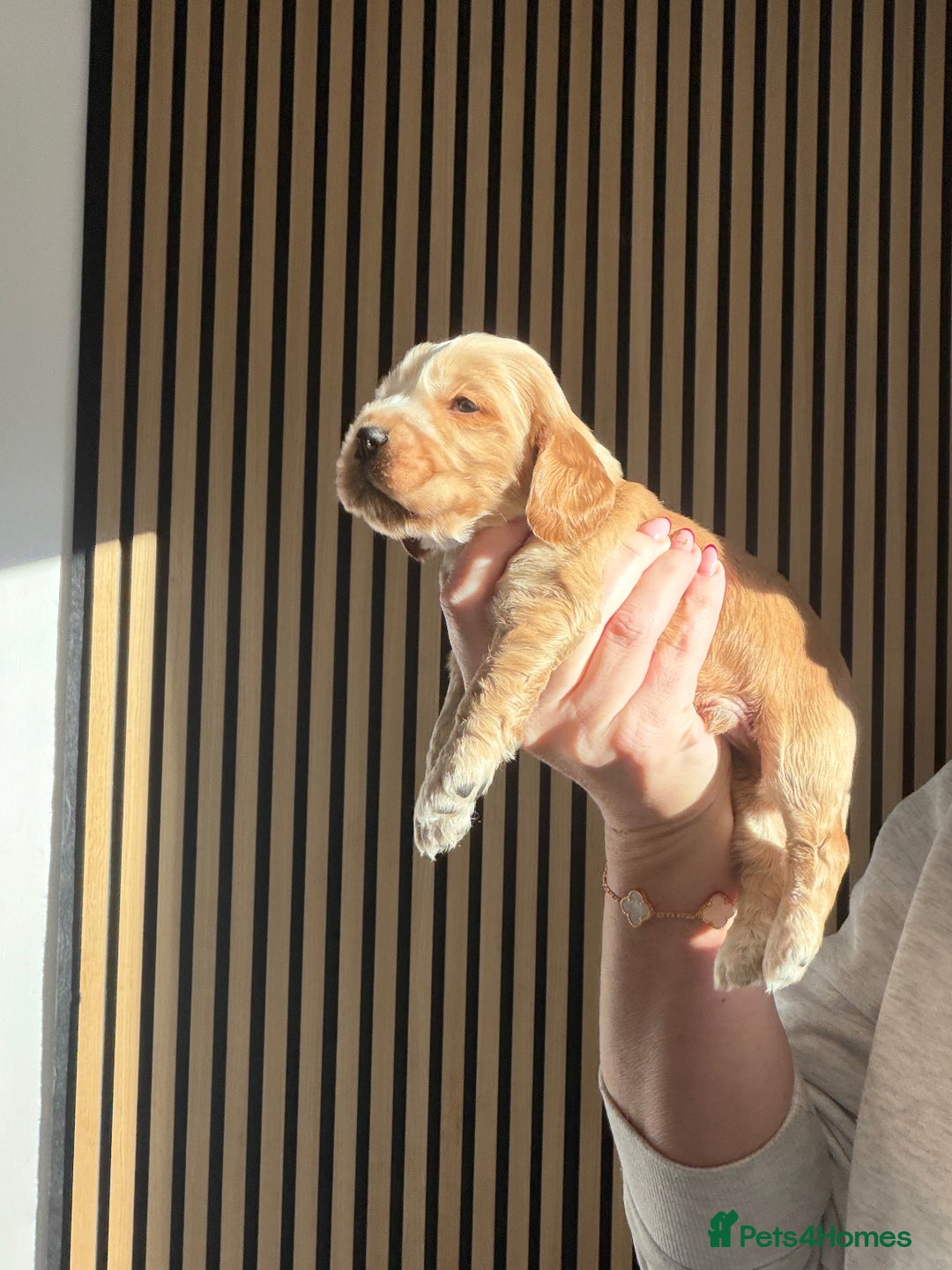 Cocker Spaniel dogs for sale: 🐶Rizi Bizi 🐶🐾 full pedigree show spaniels🐾  - Advert 27